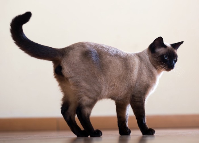 猫のしっぽ