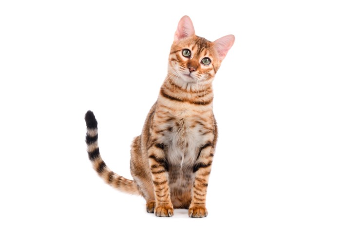 きれいな毛並みの猫