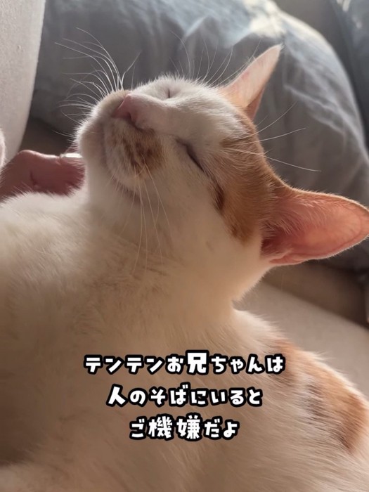 目を閉じる猫
