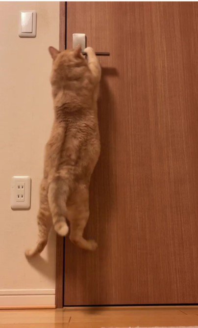 扉を開けている猫