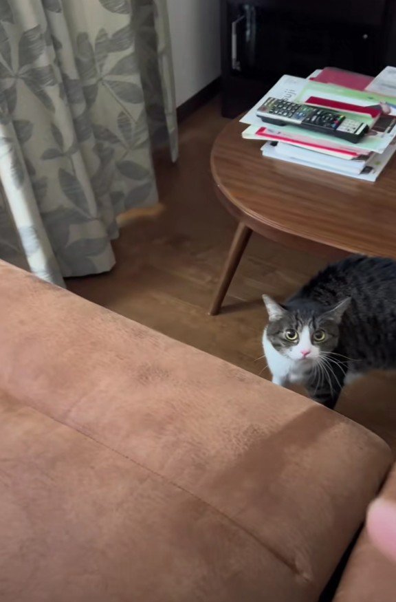 主さんに気づいたはなちゃん