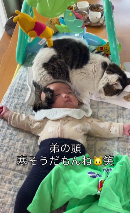 赤ちゃんと猫