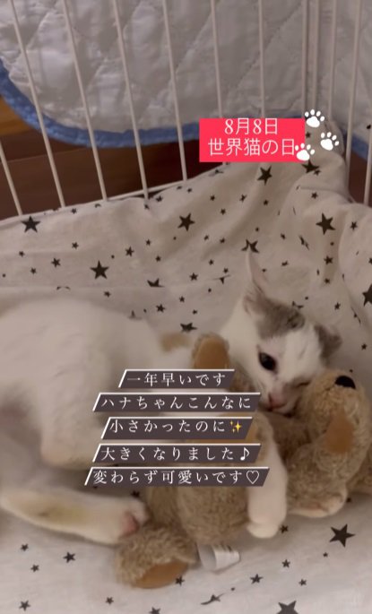 おもちゃで遊ぶ子猫