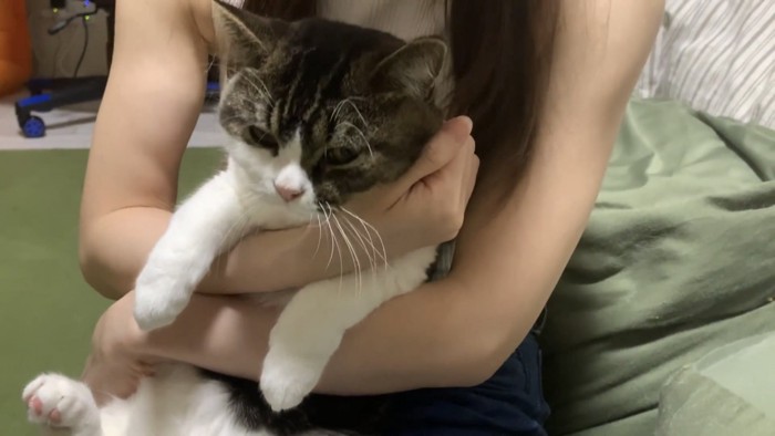 抱っこされる猫の写真2
