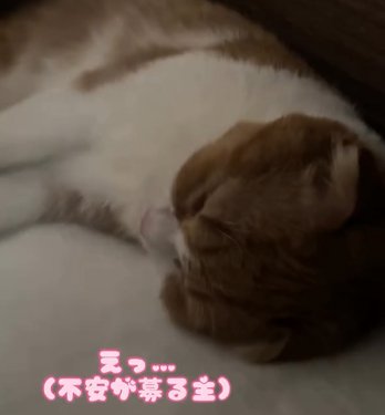 横になって眠る猫(えっ・・・不安が募る主)