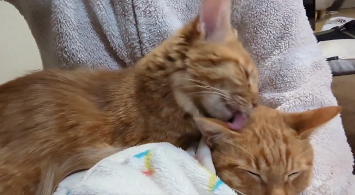 毛繕いする猫