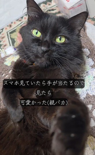 じっと見つめる黒猫