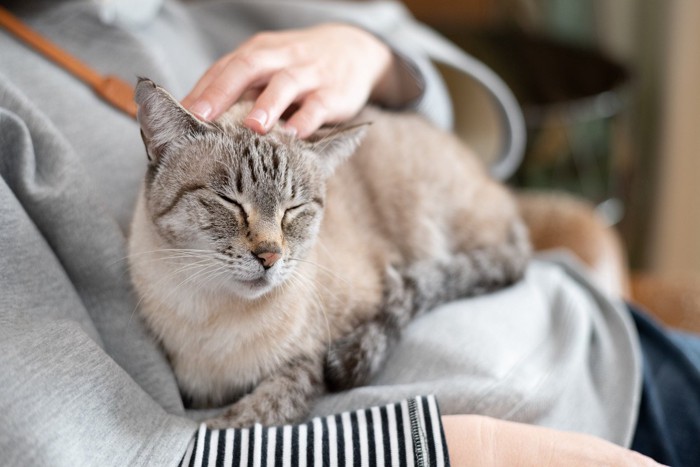 抱っこされなでられる猫