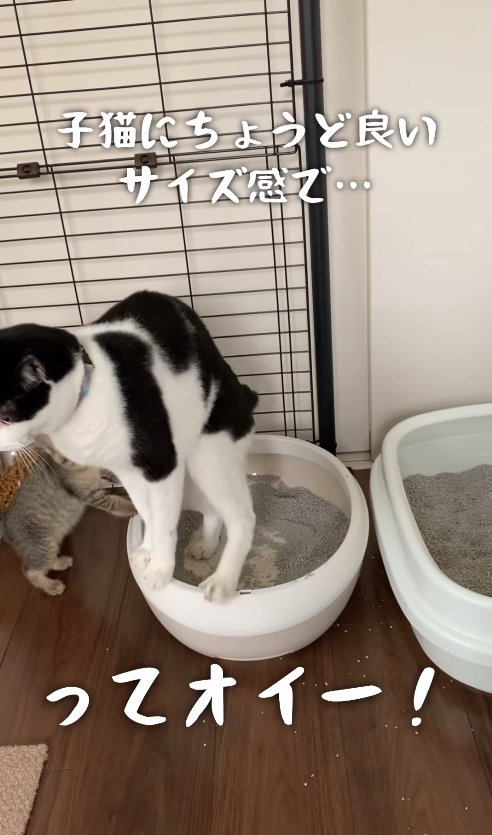 トイレで踏ん張る白黒猫と顔が隠れている子猫