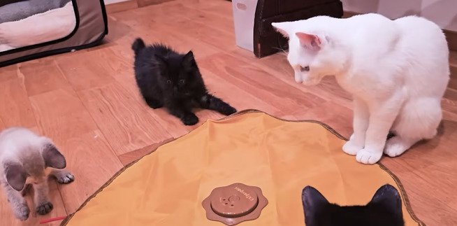 遊ぶ4匹の子猫