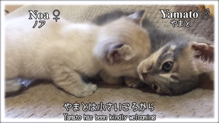 テロップ「やまとは小さいころから」