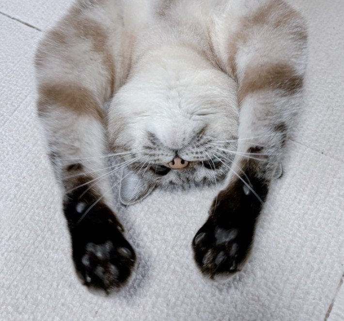 床に仰向けで伸びる猫(顔アップ)
