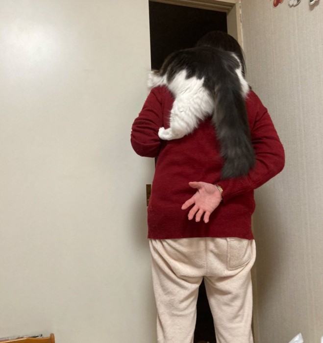 人によじ登る猫