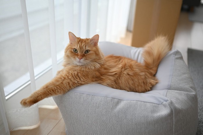 ビーズクッションでくつろぐ猫