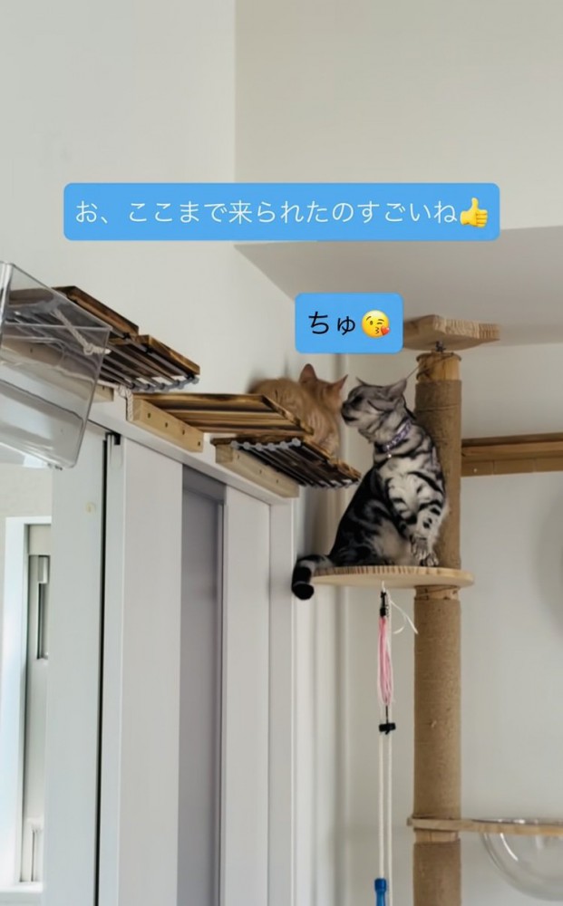 子猫に鼻チューするアメリカンショートヘア