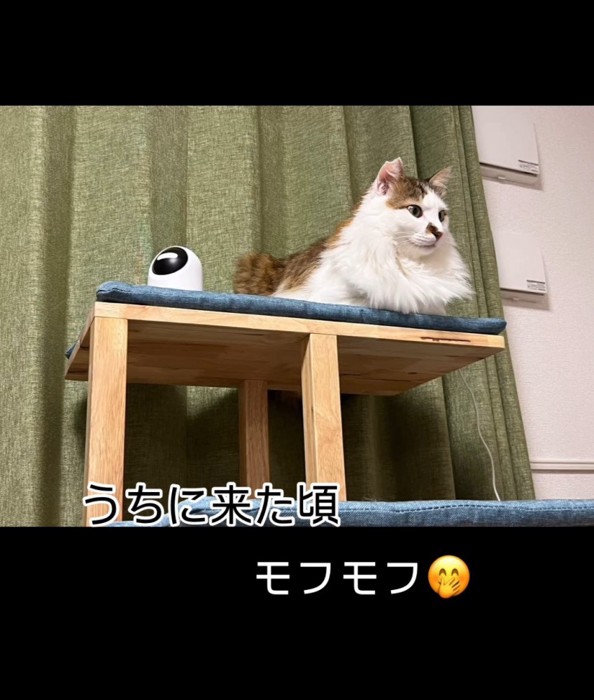 キャットタワーの上の猫