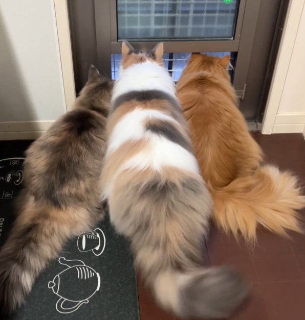 3匹の長毛猫（全身）が並んで外を見ている（中央の猫、尻尾は右に）