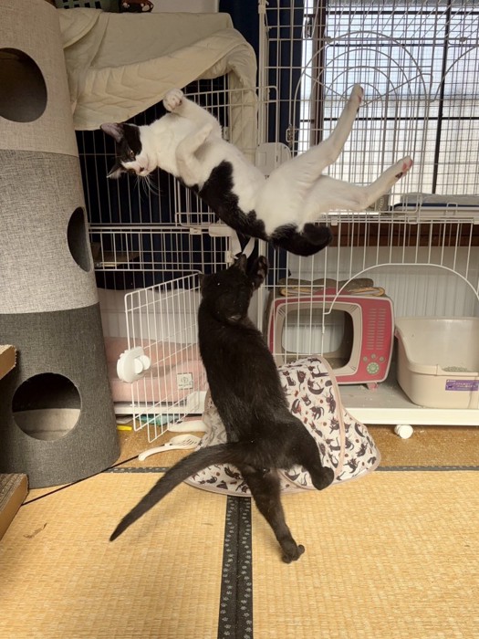 仰向けのまま空中に浮いているような猫と下から邪魔している黒猫