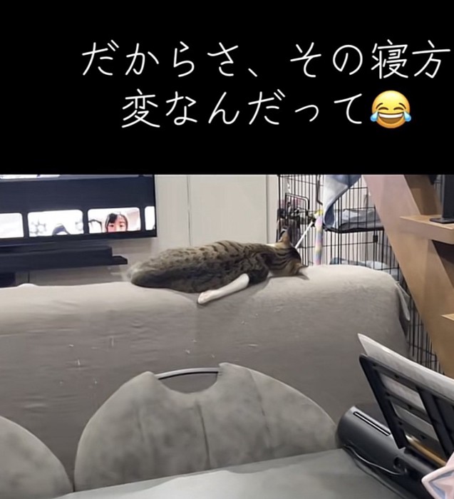 猫の後ろ姿の写真2