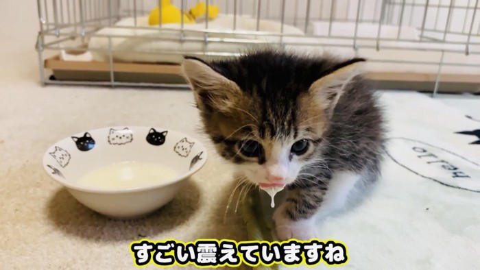 震えながらミルクを飲む子猫