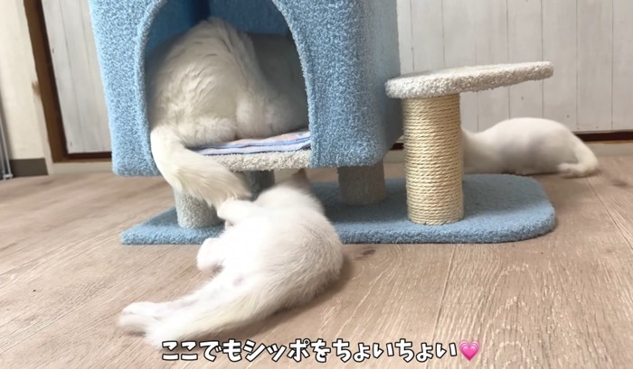 成猫のしっぽで遊ぶ子猫