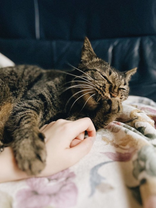 飼い主の腕にしがみついている猫