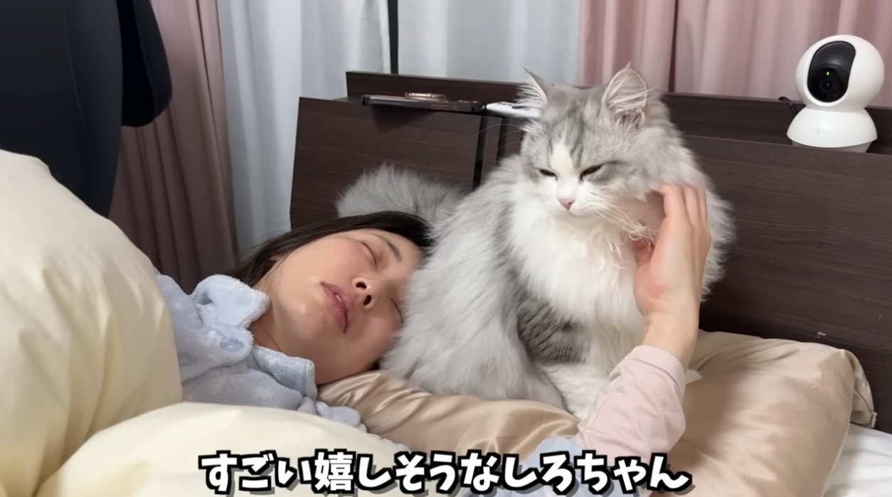 枕元でなでられている猫