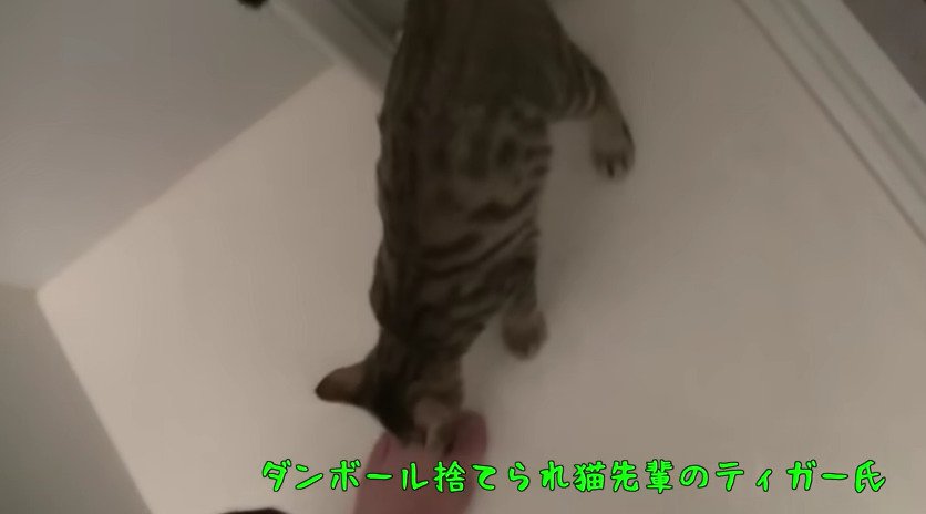足元に来る猫