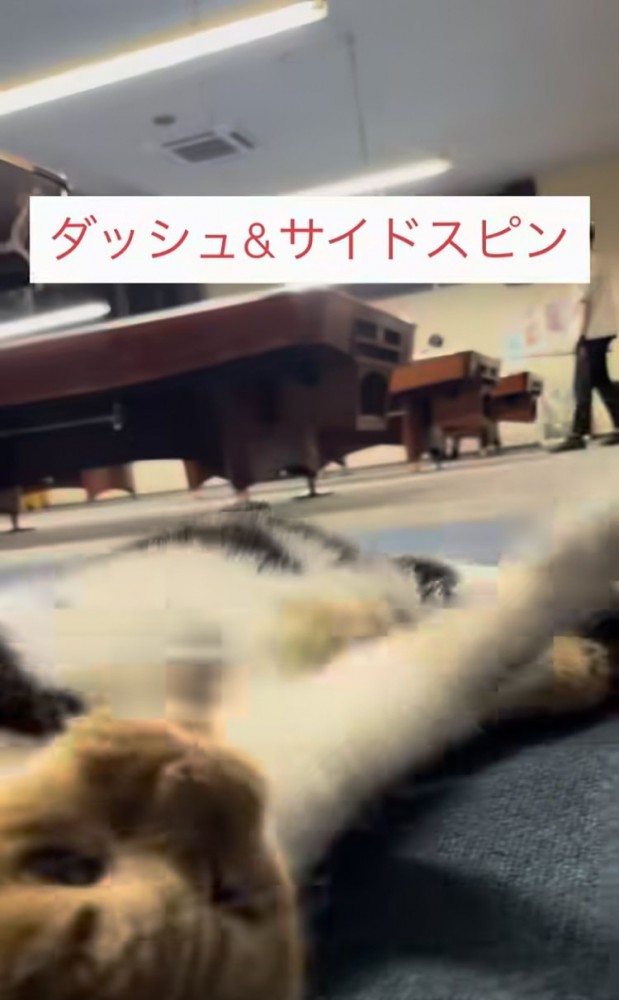 飼い主さんの前でゴロンする看板猫
