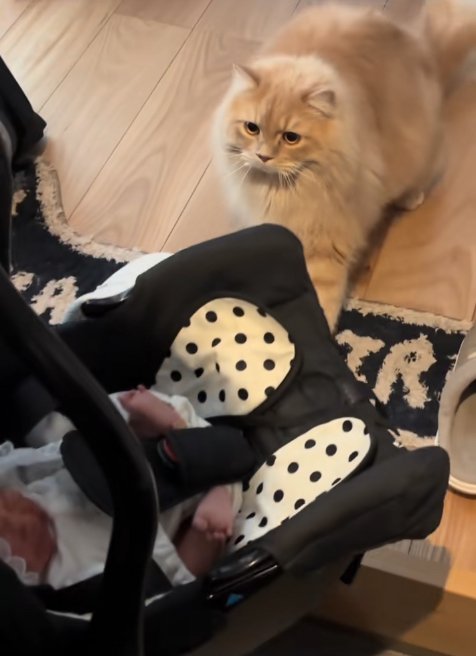 玄関で新生児を見て驚いた表情の茶色猫