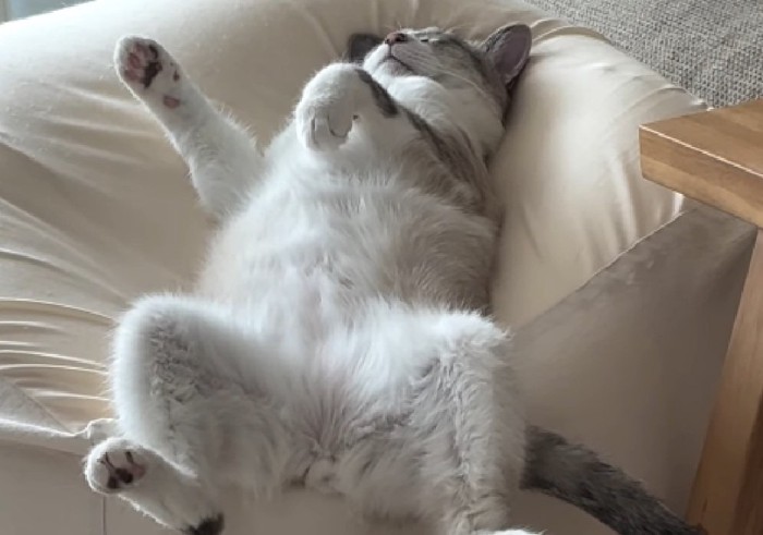 手をパーにする猫