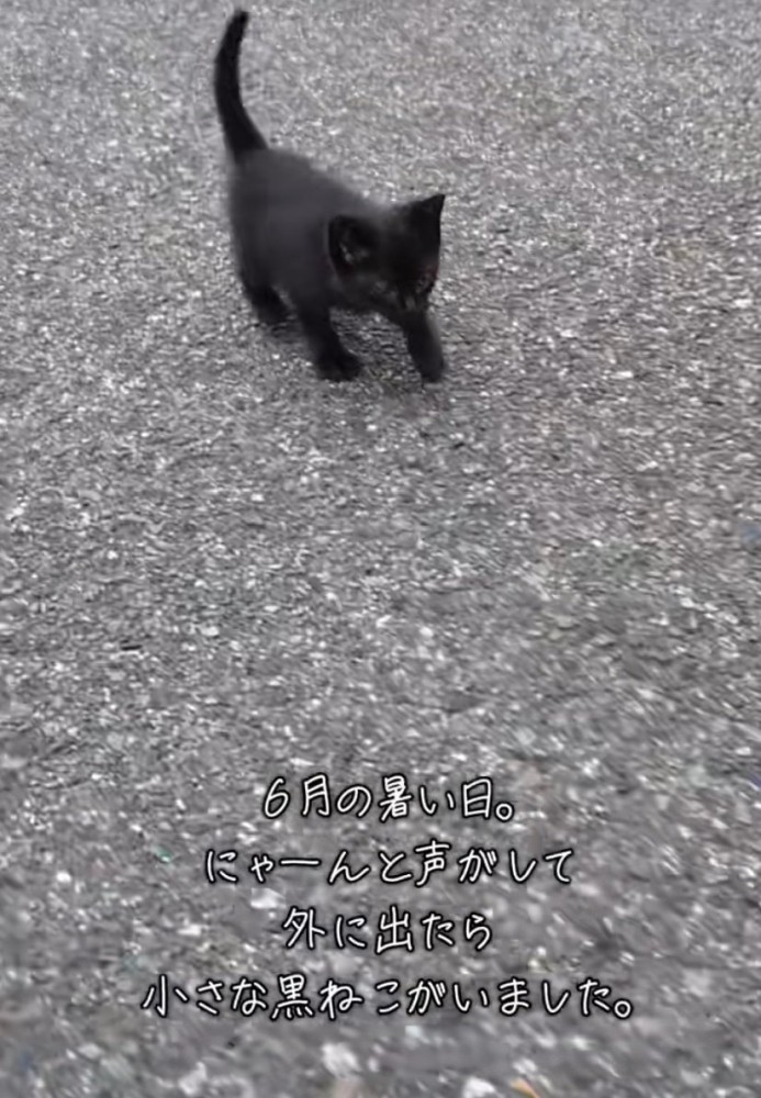 歩く黒猫2