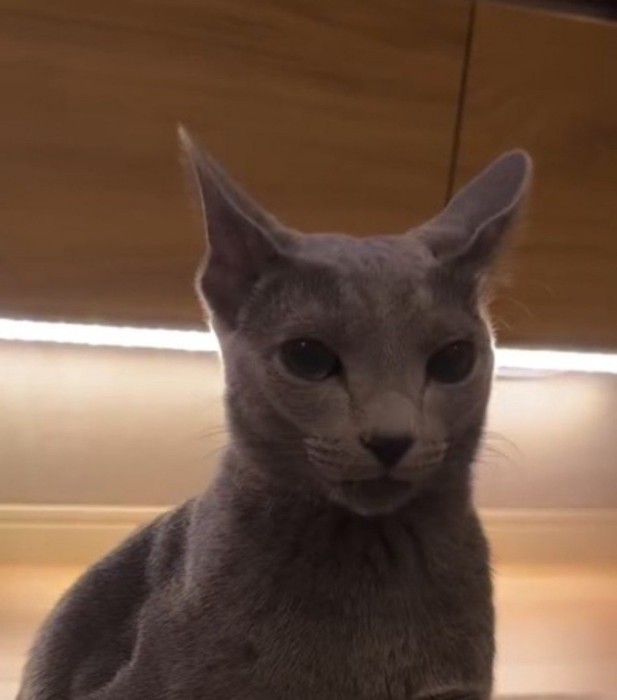 驚いた表情で飼い主を見つめる猫