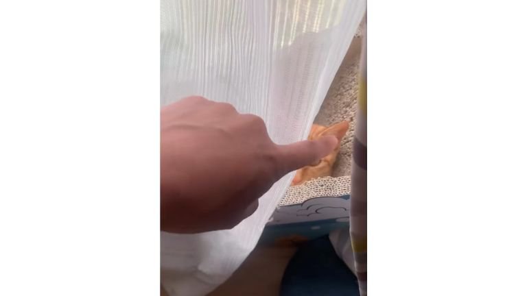 箱の中の猫たち