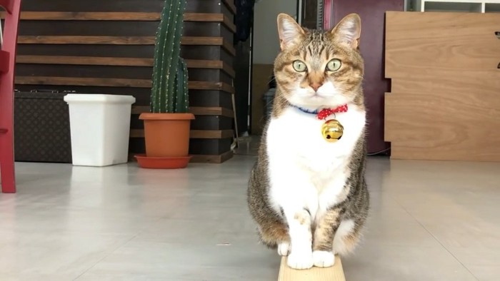 おすわり