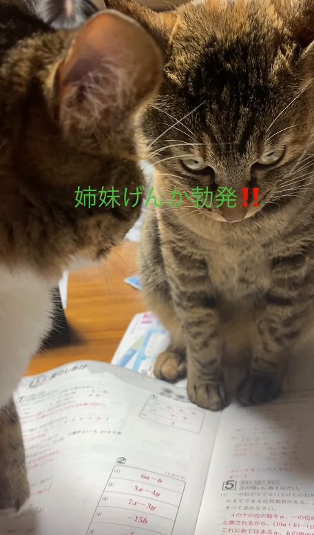 睨む猫
