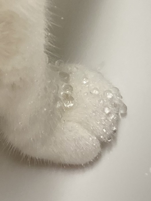 おかかちゃんの手