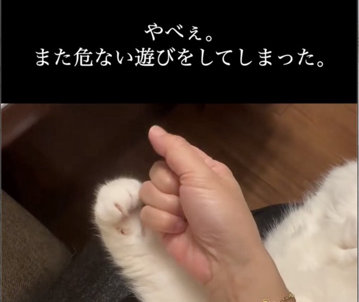 飼い主さんと一緒に握りこぶしを作る猫