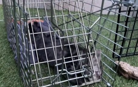 捕獲器に入っている猫