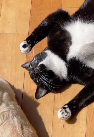 仰向けになって目を開く猫