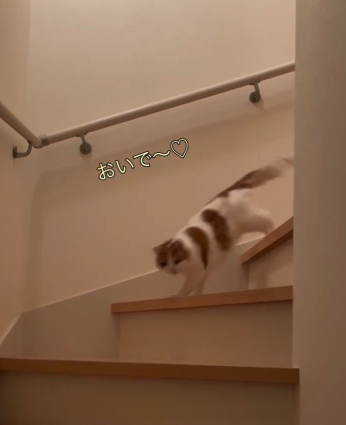 「おいで～」と書かれた写真