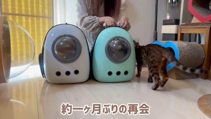 キャリーケースから出てくる猫と迎える猫