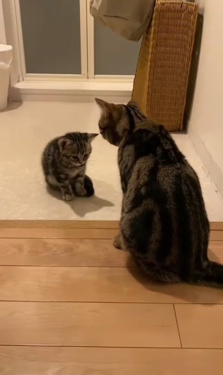 向かい合う2匹の猫