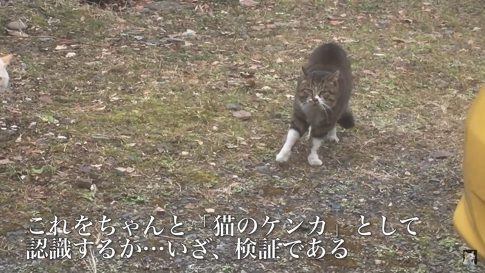 猫の喧嘩