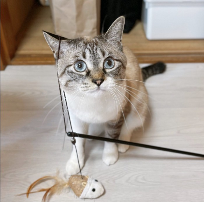 右耳に紐が引っかかっている猫