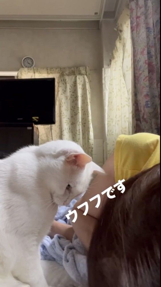 飼い主を見つめる猫