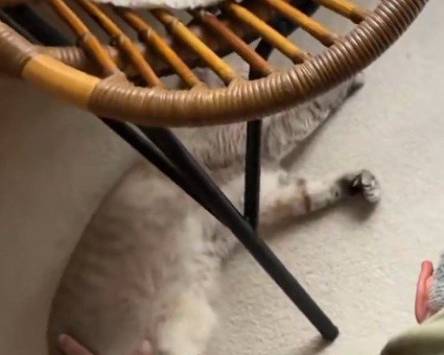 男性に撫でられて、前足を握ったり開いたりするシャムトラ猫