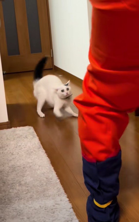 警戒しているハクちゃん