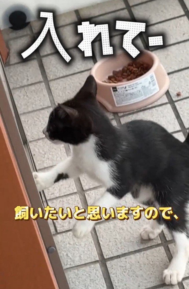 立ち上がる子猫
