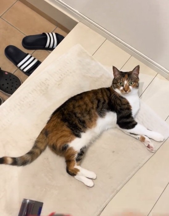 床でくつろぐ猫